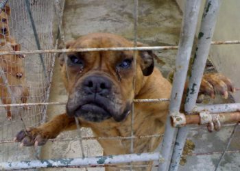 Semne bune anul are. La Adăpostul  Bucov se schimbă lucrurile…în bine