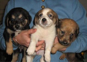 Veniți duminică la cea de-a VI-a ediți a Târgului de Adopții Canine de la Bucov