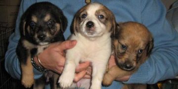 Veniți duminică la cea de-a VI-a ediți a Târgului de Adopții Canine de la Bucov