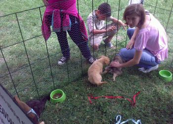 Intenții lăudabile, rezultate slabe la al șaselea târg de adopții