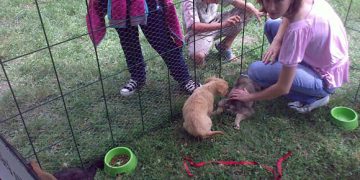 Intenții lăudabile, rezultate slabe la al șaselea târg de adopții