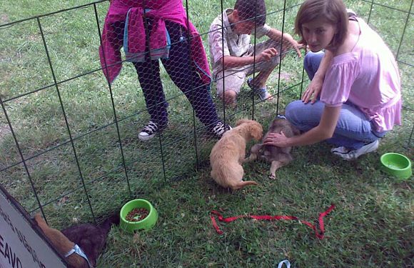 Intenții lăudabile, rezultate slabe la al șaselea târg de adopții