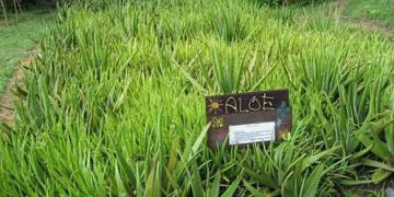 ALOE VERA- Remediu natural contra CANCERULUI !