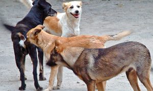 Campania Vier Pfoten poate continua( citiți mai jos în ce condiții)