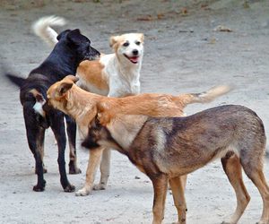 Campania Vier Pfoten poate continua( citiți mai jos în ce condiții)