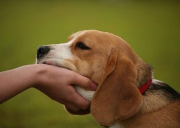 Luni este ziua decisivă pentru sterilizarea câinilor comunitari