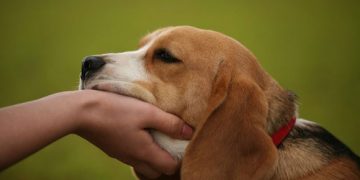 Luni este ziua decisivă pentru sterilizarea câinilor comunitari