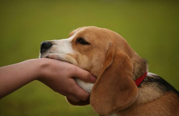 Luni este ziua decisivă pentru sterilizarea câinilor comunitari