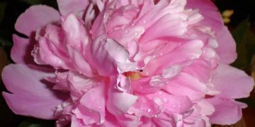 Efectele chimioterapiei atenuate cu floare de bujor