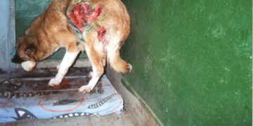 Viață de câine la Bucov