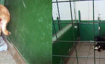 Viață de câine la Bucov- partea a doua