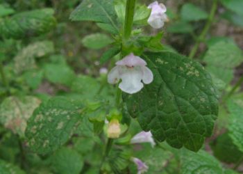Roinita, un aliat contra stresului cotidian