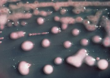 O bacterie rezistentă la aproape toate antibioticele riscă să se răspândească în întreaga lume