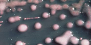 O bacterie rezistentă la aproape toate antibioticele riscă să se răspândească în întreaga lume