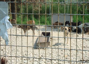 Incepe licitatia pentru construirea padocurilor la Adapostul de la Bucov