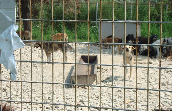 Incepe licitatia pentru construirea padocurilor la Adapostul de la Bucov