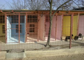 Botnita pentru iubitorii de animale? 24 de padocuri ultramoderne la Adapostul Bucov