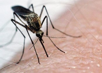 Virusul West Nile a atacat de 25 de ori in Romania