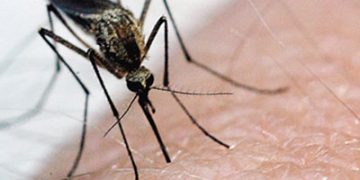 Virusul West Nile a atacat de 25 de ori in Romania