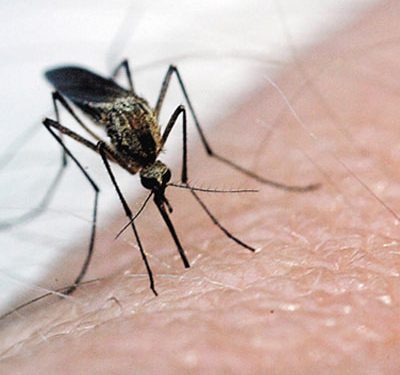 Virusul West Nile a atacat de 25 de ori in Romania