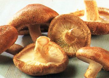 Recomandări privind consumul de ciuperci de origine necontrolată