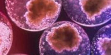 Clarificari pe piata de celule stem