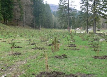 Valea Cerbului a fost impadurita