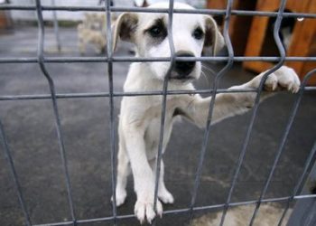 FNPA saluta decizia Curtii Constitutionale care nu permite euthanasierea cainilor comunitari