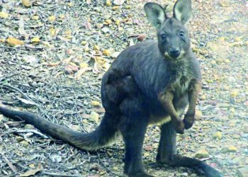 Singurul cangur de la la Gradina Zoologica a fost mancat azi-noapte
