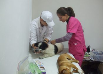 Vineri, 14 septembrie, Adapostul Bucov  gazduieste o actiune de sterilizare