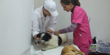 Vineri, 14 septembrie, Adapostul Bucov  gazduieste o actiune de sterilizare