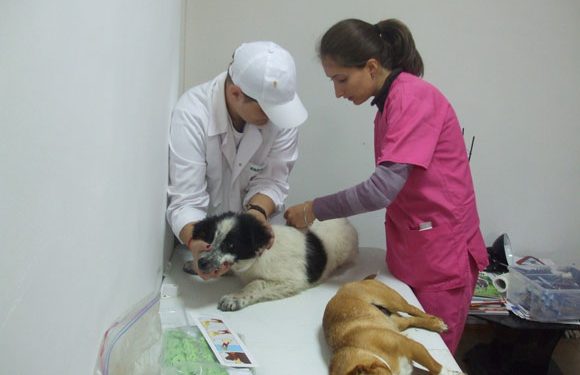 Vineri, 14 septembrie, Adapostul Bucov  gazduieste o actiune de sterilizare