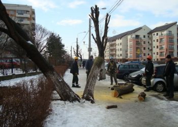 Aproape o mie de arbori au disparut din Ploiesti