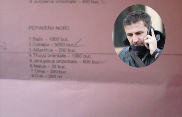 Donald inoveaza? Sub conducerea lui, copacii sunt CASATI