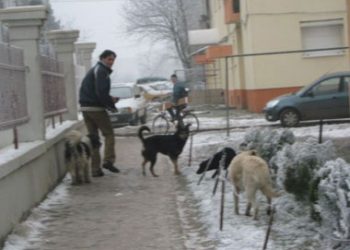Ploiestenii sunt terorizati! Haitele de caini agresivi au impanzit orasul
