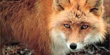 Infractiunile savarsite de DSVSA Prahova  in cazul vulpei banuita a fi turbata