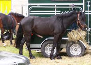 Director DSVSA mult prea “intelegator”- Terecoasa de ce tolerezi conflictul de interese, in cazul carnii de mici din cal?