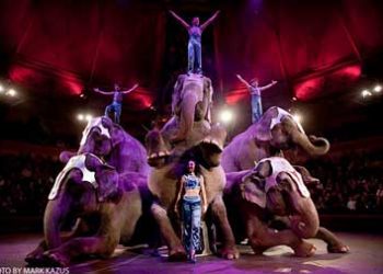 Circul Las Vegas va ofera momente unice in Romania de dresura cu elefantii  ( video)