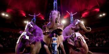 Circul Las Vegas va ofera momente unice in Romania de dresura cu elefantii  ( video)