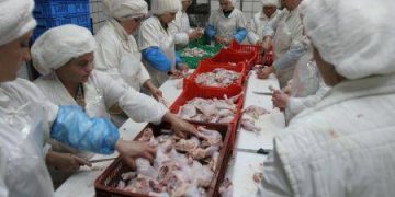 Angajatele abatorului de pui Agrisol Scaeni se declara terorizate. Localnicii din zona spun ca nu mai suporta mirosul emanat