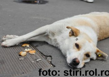 Comisia pentru cainii morti… a rezolvat problema. Nimeni nu este vinovat, dar s-au luat masuri
