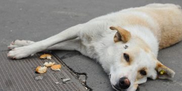 Comisia pentru cainii morti… a rezolvat problema. Nimeni nu este vinovat, dar s-au luat masuri
