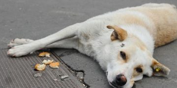 ONG-urile au reactionat, iar primaria a organizat o Comisie pentru depistarea cainilor ucisi. Intra sa vezi comunicatul municipalitatii
