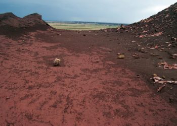 In sedinta de Consiliu din 27 iunie se va supune aprobarii proiectul privind Adapostul de caini de la Valea Calugareasca