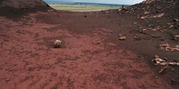 In sedinta de Consiliu din 27 iunie se va supune aprobarii proiectul privind Adapostul de caini de la Valea Calugareasca