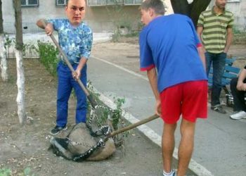 Badescu se transforma in higher: “In momentul asta, pe legea care s-a dat, eu nu sunt iubitor de animale. Acesti caini de pe domeniul public vor fi stransi si eutanasiati dupa 14 zile”