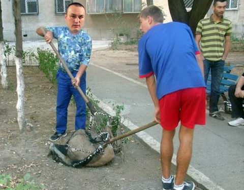Badescu se transforma in higher: “In momentul asta, pe legea care s-a dat, eu nu sunt iubitor de animale. Acesti caini de pe domeniul public vor fi stransi si eutanasiati dupa 14 zile”