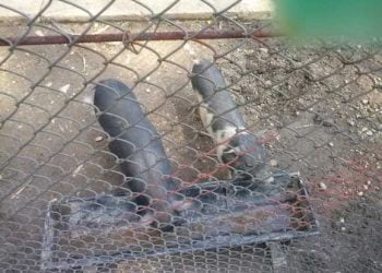 Hraniti mai des animalele de la Gradina Zoologica doamna Moagher