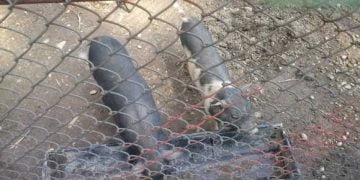 Hraniti mai des animalele de la Gradina Zoologica doamna Moagher