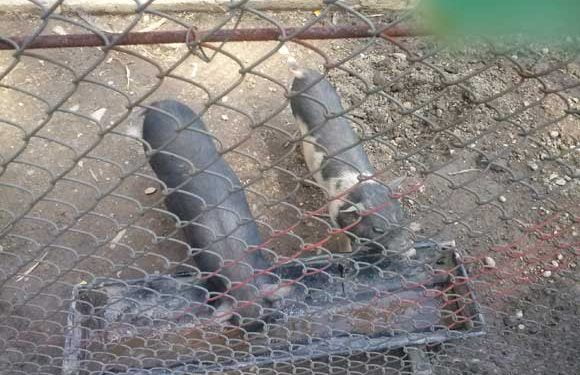 Hraniti mai des animalele de la Gradina Zoologica doamna Moagher